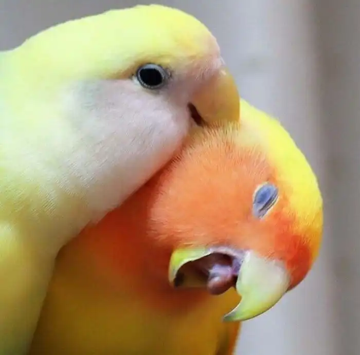 Забавные фотографии птиц, которые вышли на борьбу с плохим настроением