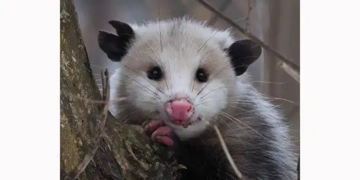 Опоссум – зверь-актёр с неприличным названием