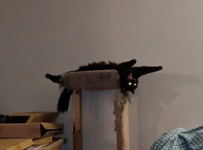 Почему кошки выбирают странные места и позы для сна?