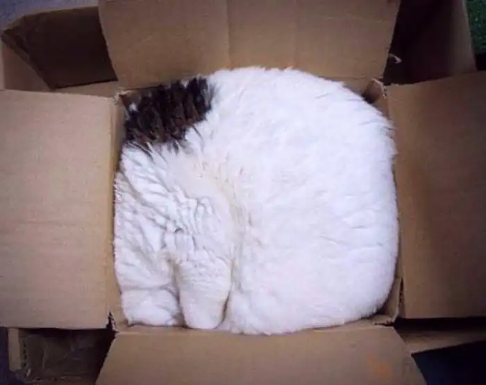 Почему кошки выбирают странные места и позы для сна?