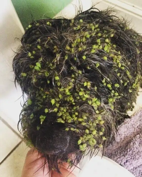 16 животных, попавших в курьезные и провальные ситуации