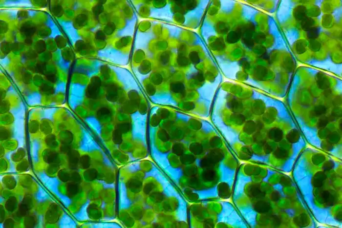 Что если наступит вечная ночь