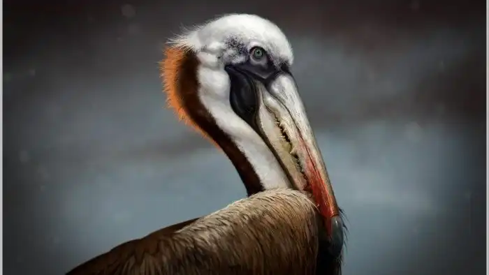 Пелагорнис: Зубастая мега-чайка с размахом крыльев, как у самолёта