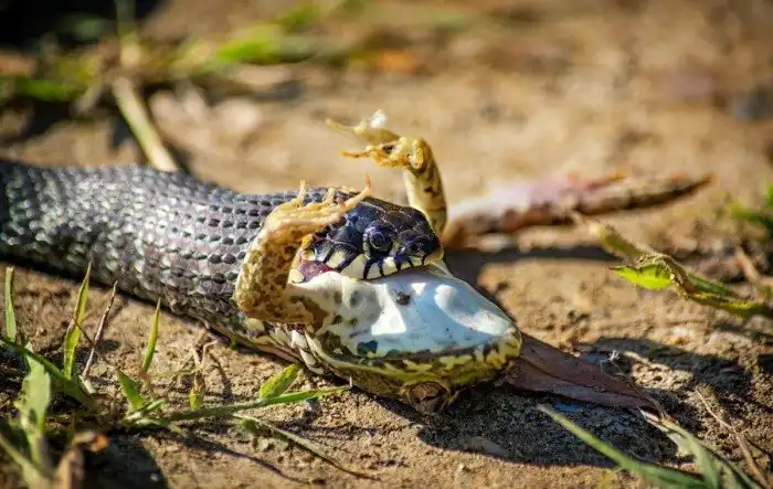 Уж обыкновенный: Как заурядная змейка без яда и талантов захватила всю Россию?