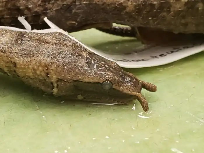 Герпетон: Щупальцы на носу и водоросли на теле. Во что превращает змею водный образ жизни?