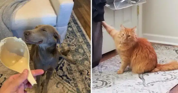 15 пушистых шкодников, которых мёдом не корми, только дай пошалить