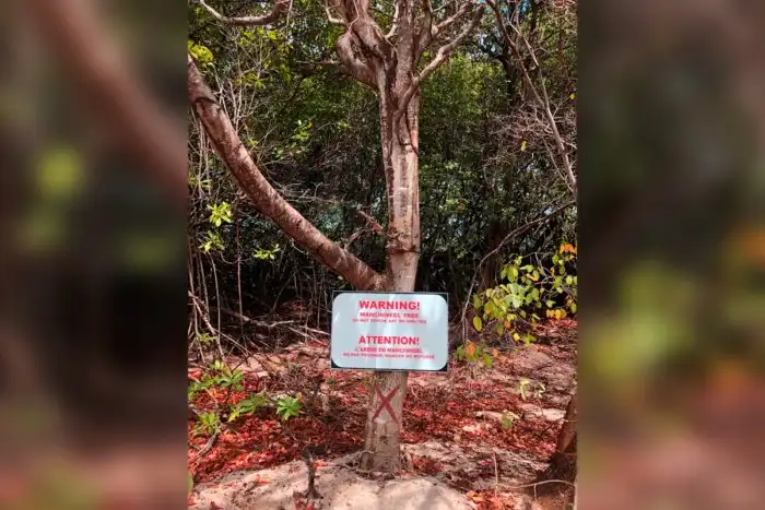 Манцинелла: почему испанцы назвали это растение "деревом смерти"?