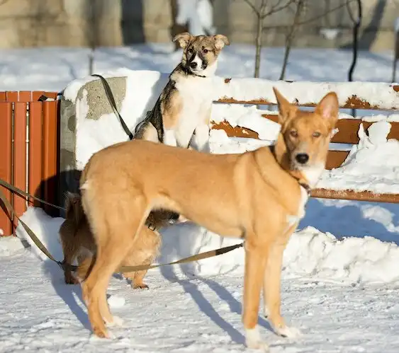 В поисках дома
