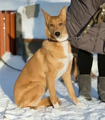 В поисках дома