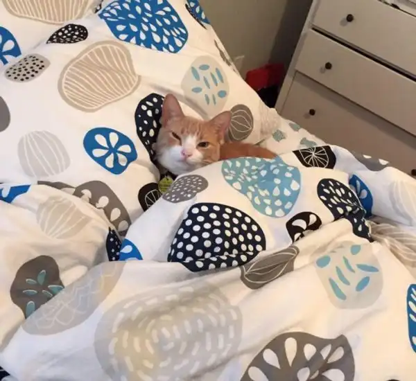 Подборка забавных котов-помощников