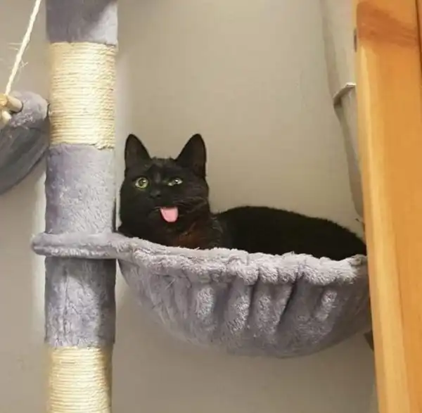 Забавные коты, у которых сбились заводские настройки