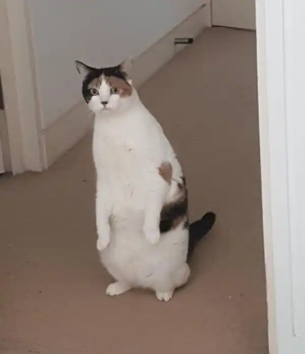 Забавные коты, у которых сбились заводские настройки