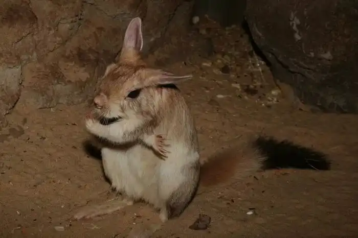 Долгоног: Покемоны в реальности. Милейший попрыгун из Африки