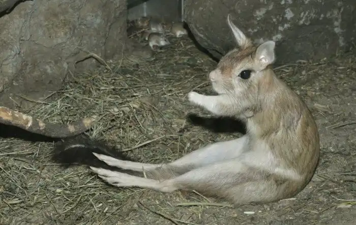 Долгоног: Покемоны в реальности. Милейший попрыгун из Африки