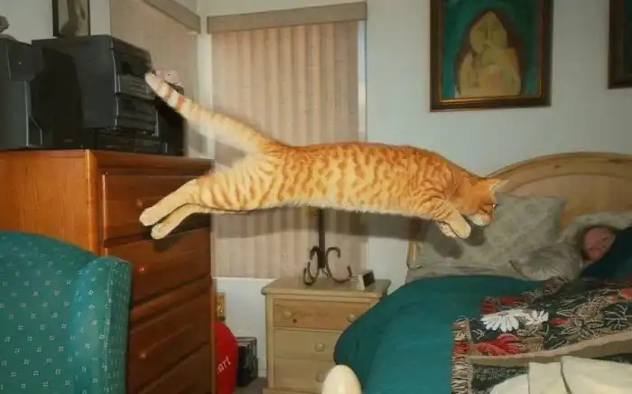 Почему коты бегают как сумасшедшие, когда хотят в туалет?