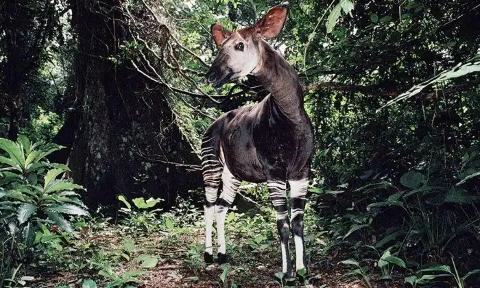 Лесной жираф: Легендарный призрак из страны вечной войны