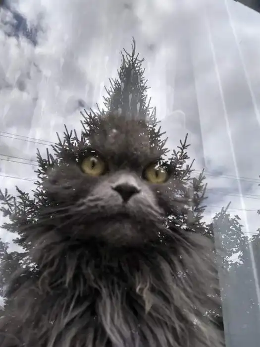 Опять показалось: 19 сбивающих с толку кадров, на которые предстоит глянуть дважды