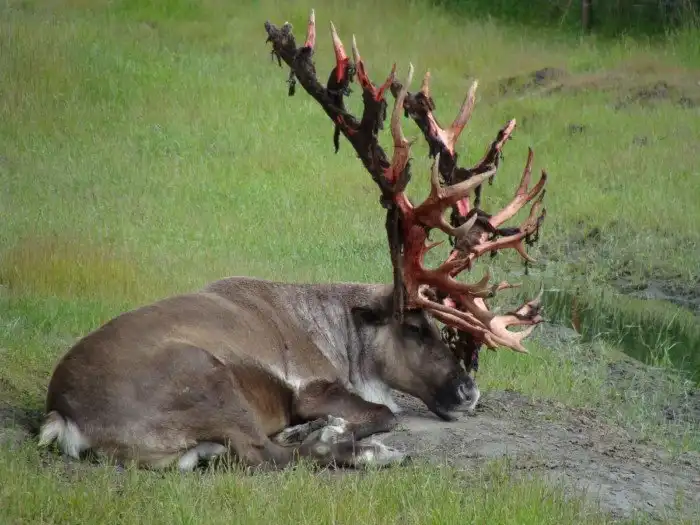 Панты или понты? Как на страданиях оленей построили целую индустрию