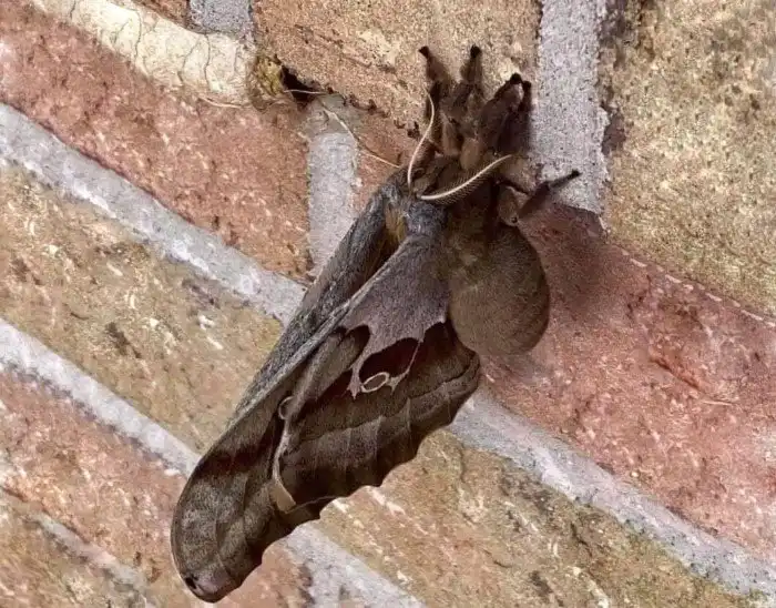 Сатурния-Полифема: Как будто смешали бабочку и тарантула! Летающее нечто живёт лишь неделю