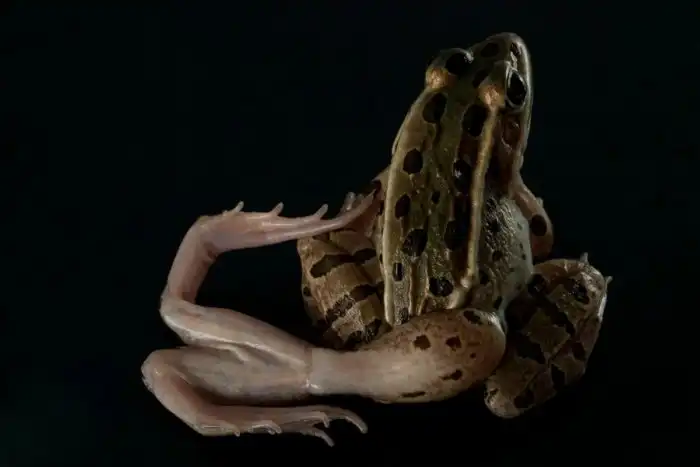 Рибеиря: Паразит, от которого у носителя вырастает много новых конечностей