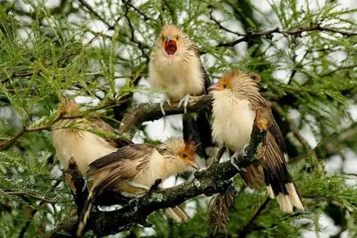 Гуира: Бесноватая ЯЖЕМАТЬ от мира птиц, устраивающая массовый геноцид во имя своих деточек
