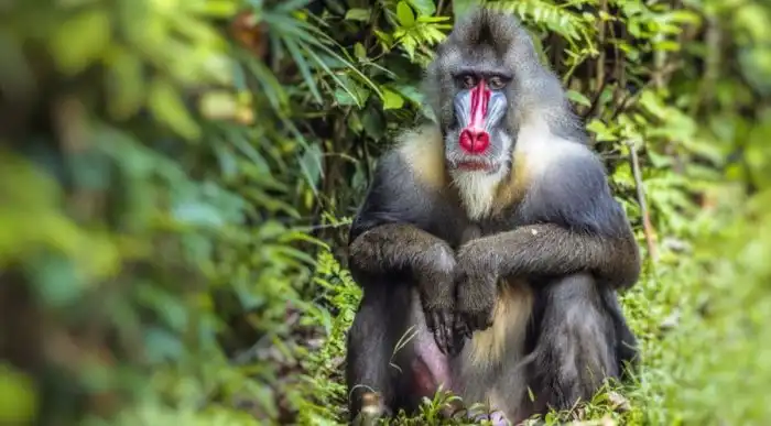 Мандрил: Лютые гопники из джунглей. Обезьяна из Короля Льва больше не покажется добрым мудрецом