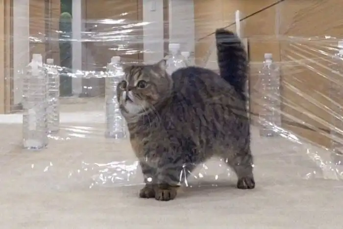 Почему кошек так сложно научить командам?