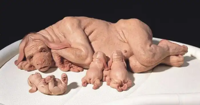 Хрюшка снаружи, хрюшка внутри: Почему людям можно пересаживать свиные органы?