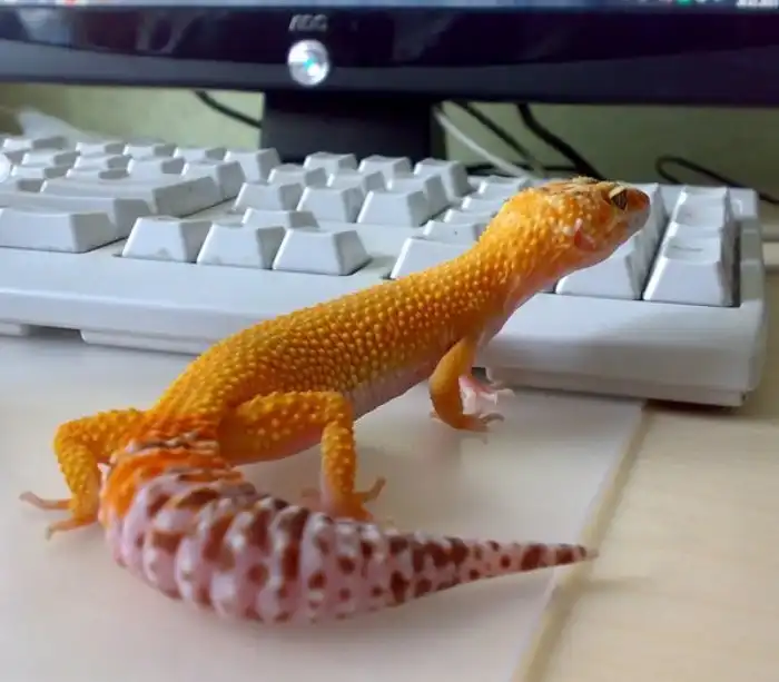 Почему у домашних гекконов раздувается огромный жирный хвост?