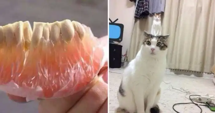 15 фотографий, которые волшебным образом обманут ваше зрение