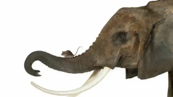 «Огромные слоны панически боятся мышей!». Откуда взялось это странное утверждение и насколько оно правдиво