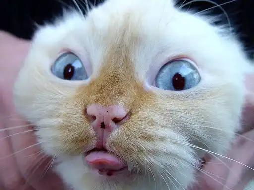 "Удоли!" Дурацкие фото котеек, которые они просили не показывать