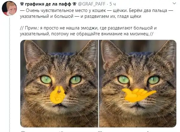 Почему нельзя гладить морских котиков. Погладь кота. Гладить кошку. Как правильно гладить котенка. Где кошки любят чтобы их гладили.