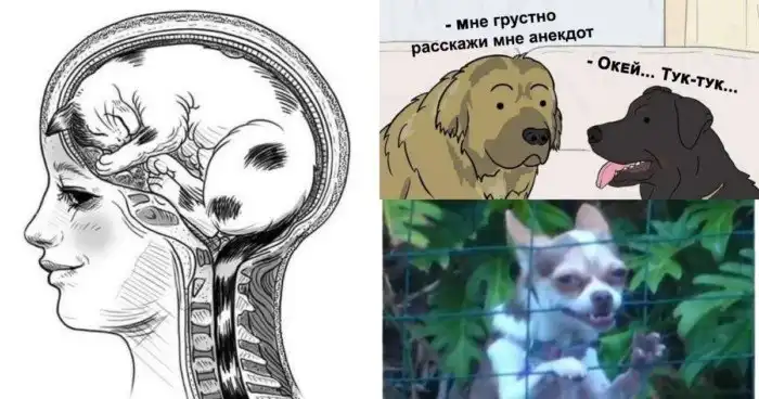 Кошки против собак: шуточная битва