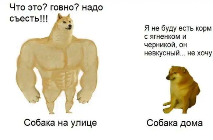 Кошки против собак: шуточная битва