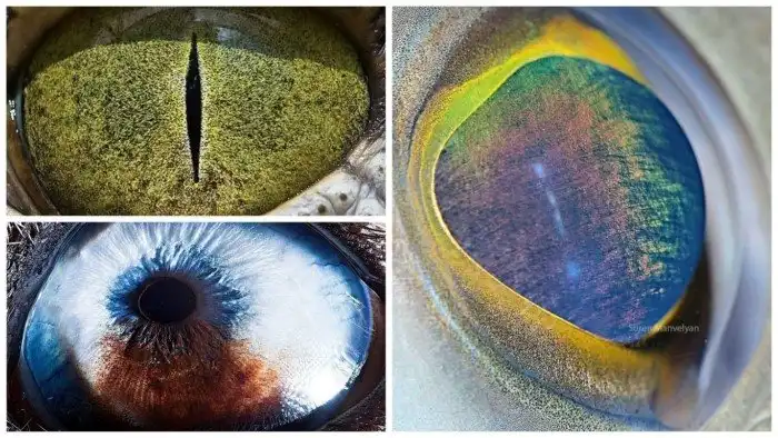 Фотограф делает уникальные макроснимки глаз животных