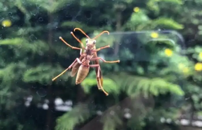 Оса-палач: 1 место по силе укуса среди насекомых?Неподтвержденные данные о яде невероятной мощи