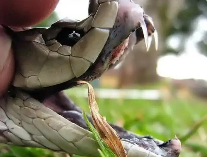 Чёрная мамба: Предупредительного выстрела не будет. Чем заканчивается встреча с Королевой Смерти?