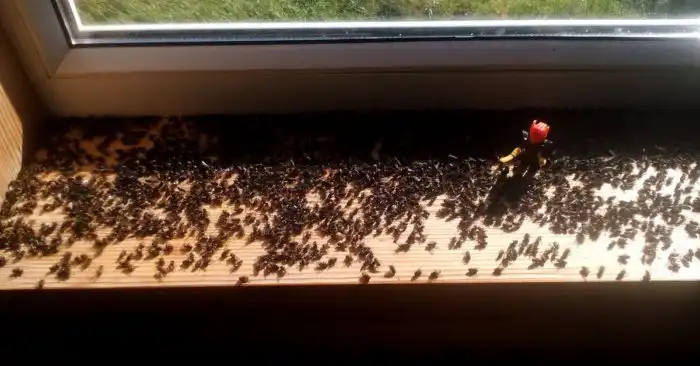 Почему в конце лета мухи заполоняют балконы, подоконники и окна?