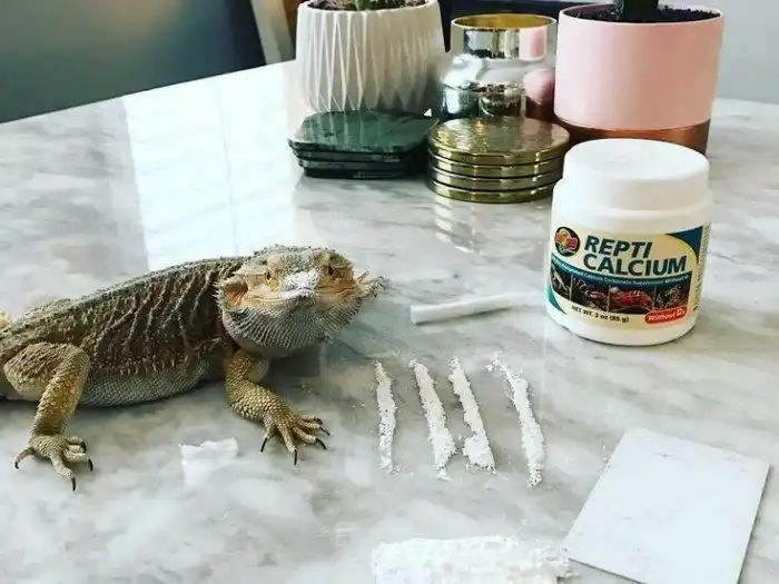 Почему рептилия обязана «упарывать» кальций, и что будет от его недостатка?