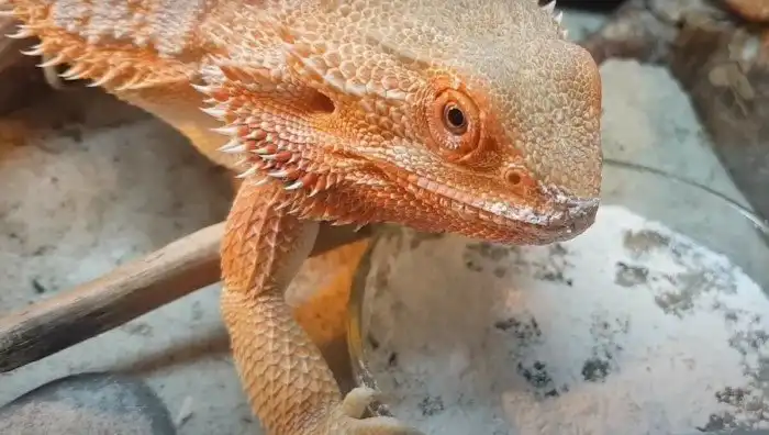 Почему рептилия обязана «упарывать» кальций, и что будет от его недостатка?