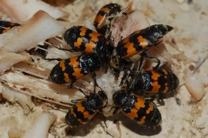 Жук-могильщик: Кто, если не он? «Похоронный бизнес» в мире животных