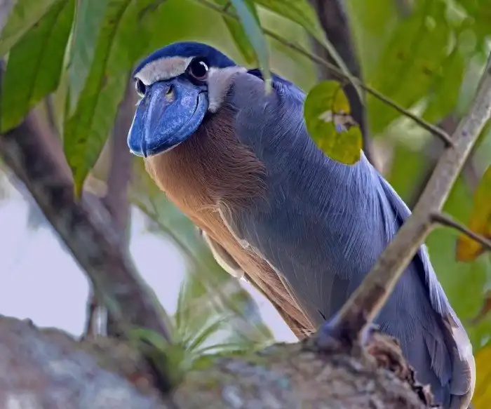 Челноклюв: Птица-утконос? Утконос-птица? Что за пернатое чудо живёт в лесу?