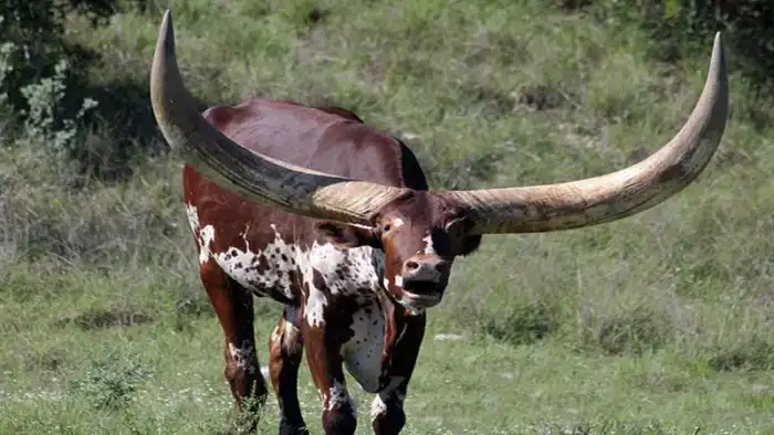 Ватусси: Почему у африканских коров гигантские рога 2,5 метра и весом до 40 кг?