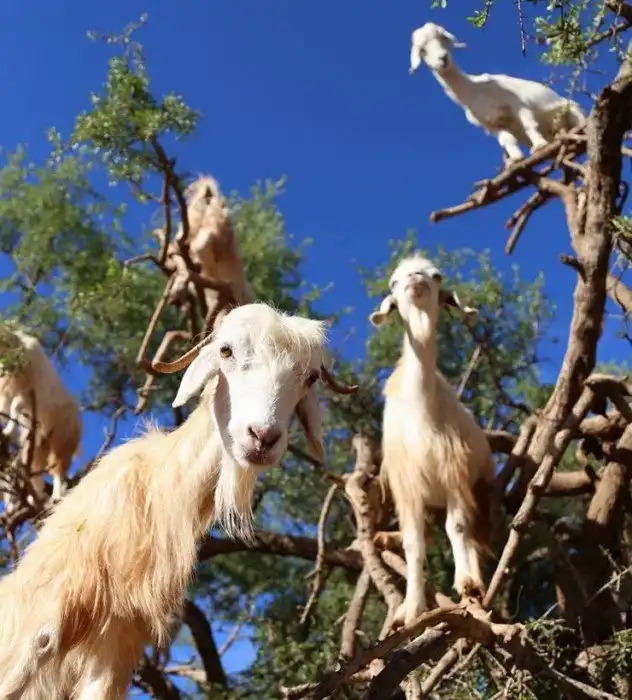 Почему марокканских коз пасут на деревьях?