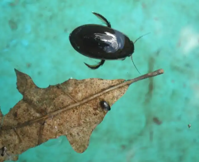 Водолюб: Удивительные приключения отважного жука по ЖКТ лягушек