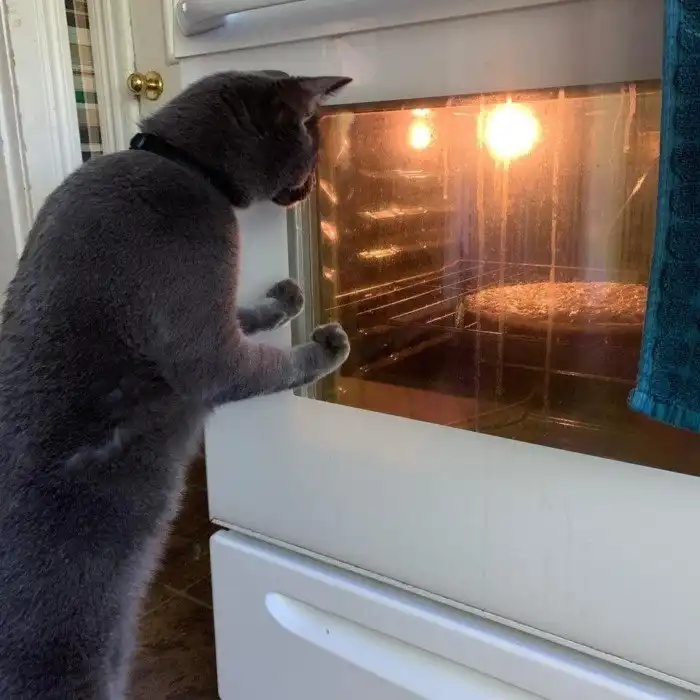 15 котоработников, которым доверили ответственную должность