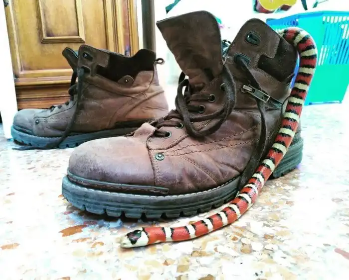 Королевская синалойская змея: Глобальная ложь, на которой построен успех этого вида