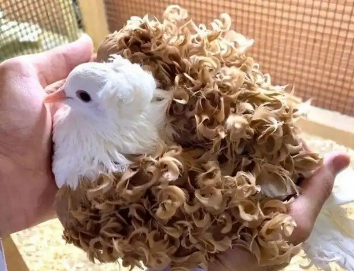 Кудрявый голубь: Мокрые опилки? Тухлый доширак? Селекционеры, да что с вами не так?