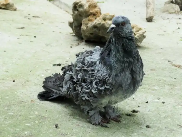 Кудрявый голубь: Мокрые опилки? Тухлый доширак? Селекционеры, да что с вами не так?